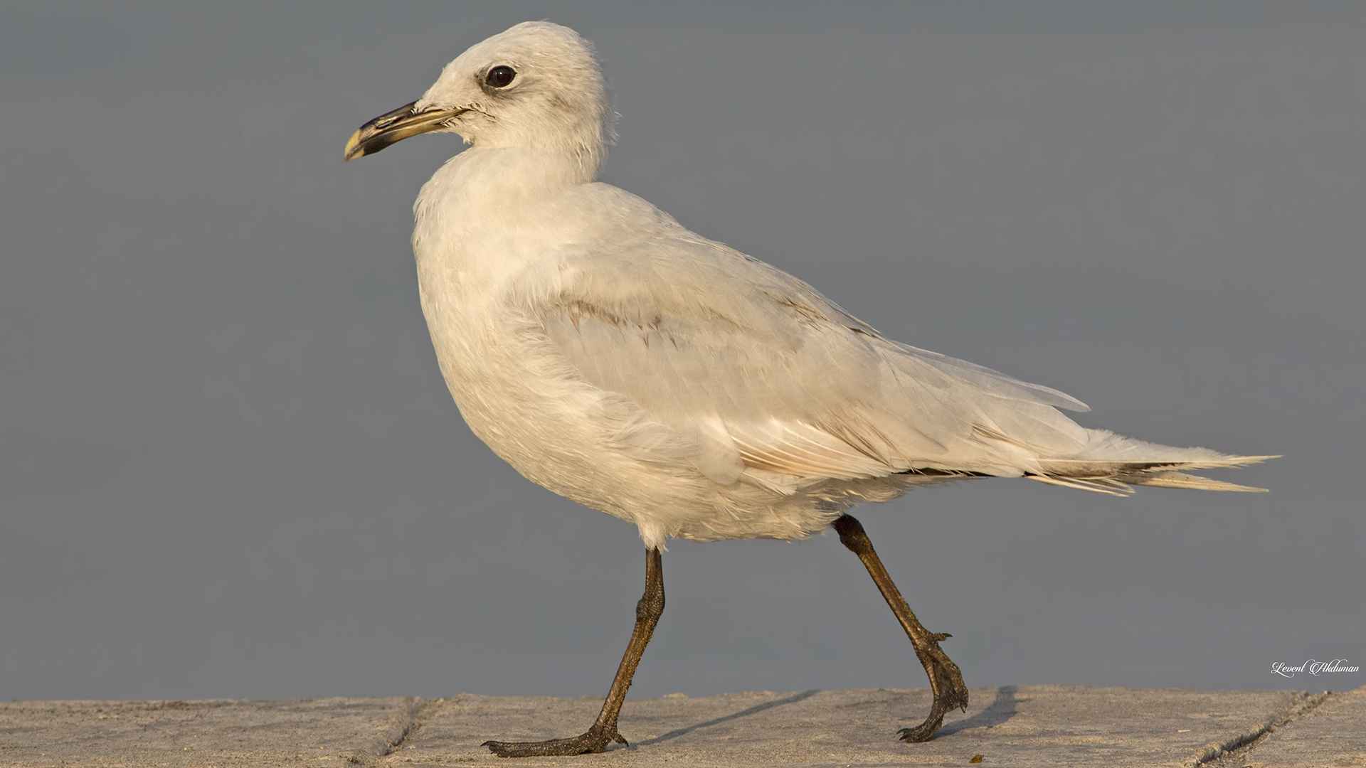Mediterranean Gull